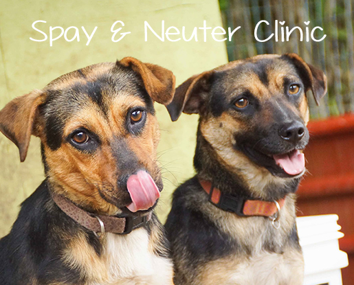 Spay & Neuter Clinic For Dogs (Oct 28th, 2017) - Rainbow ...