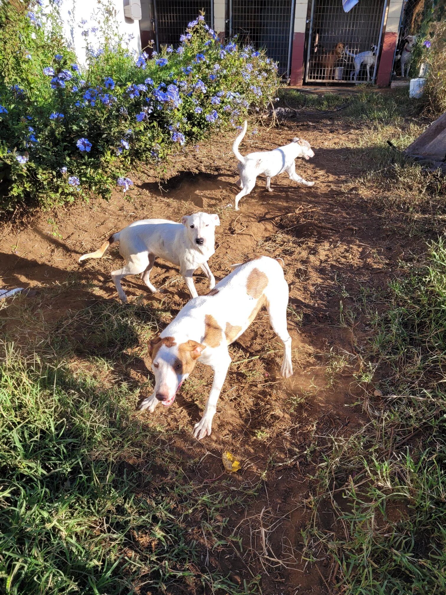 Whippet Trio