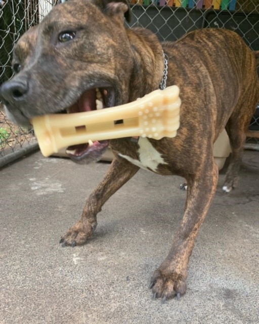 Bree photo