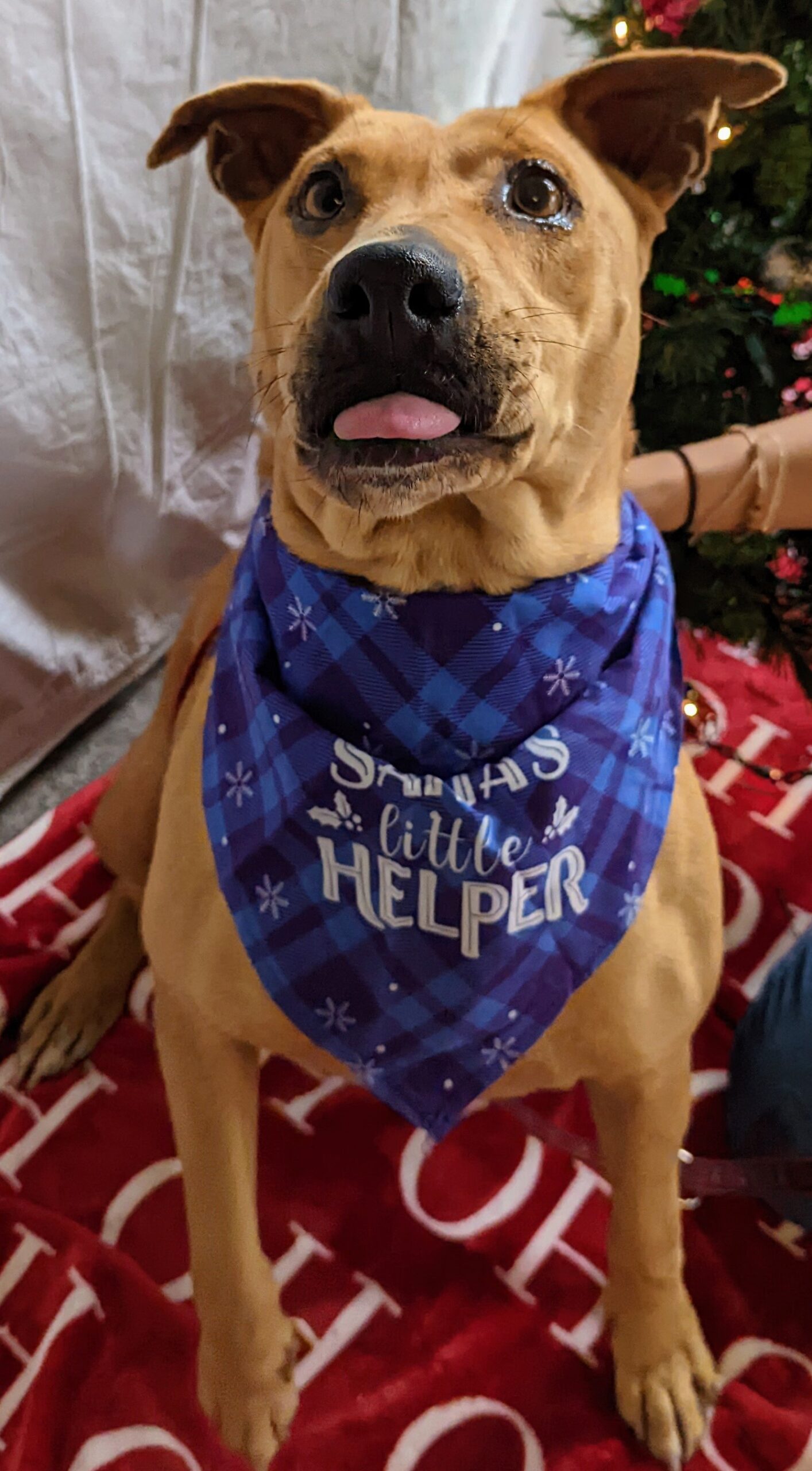 Angie expecting treats