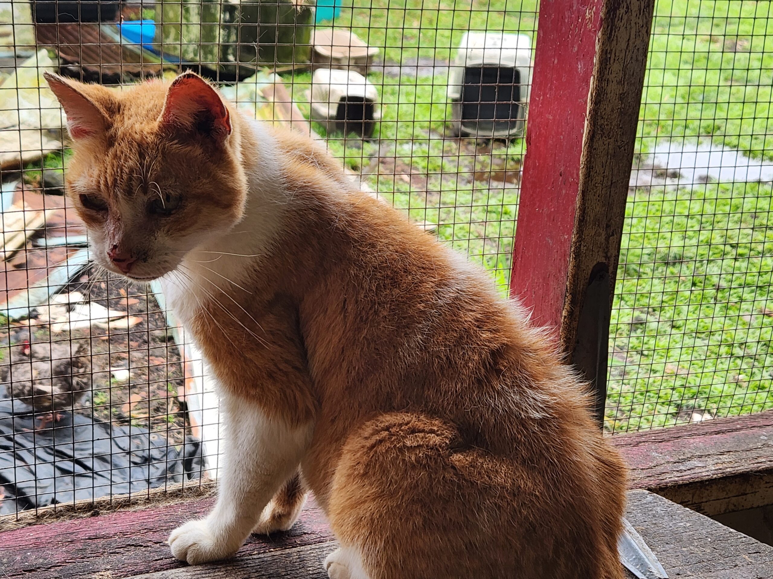 Rainbow Friends Animal Sanctuary