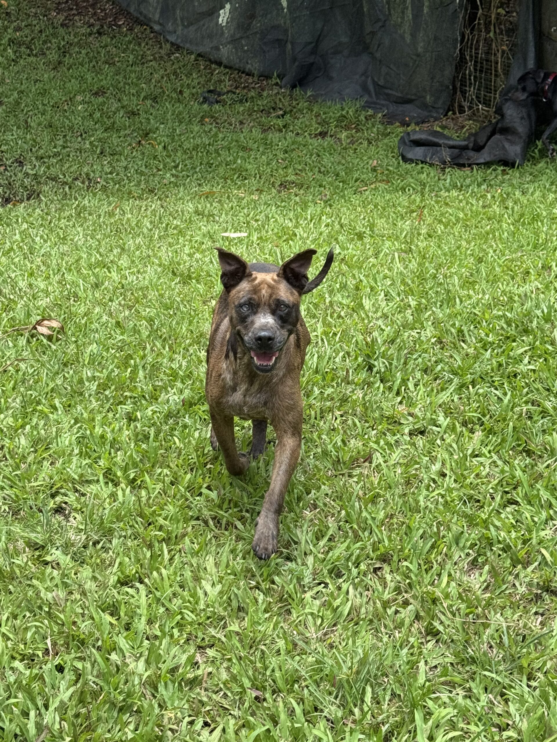 Dog Pic Frida