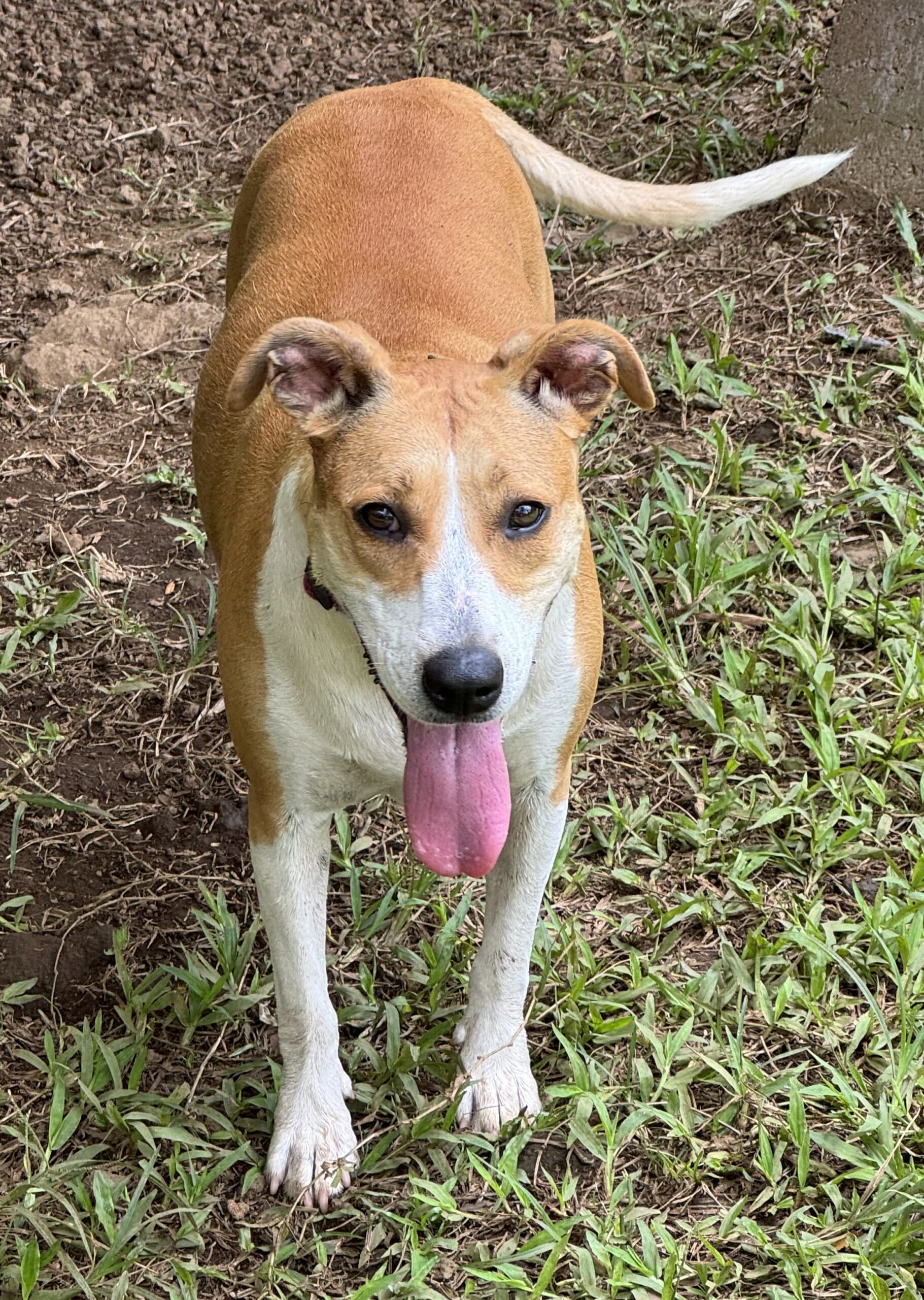 Dog Pic Ono