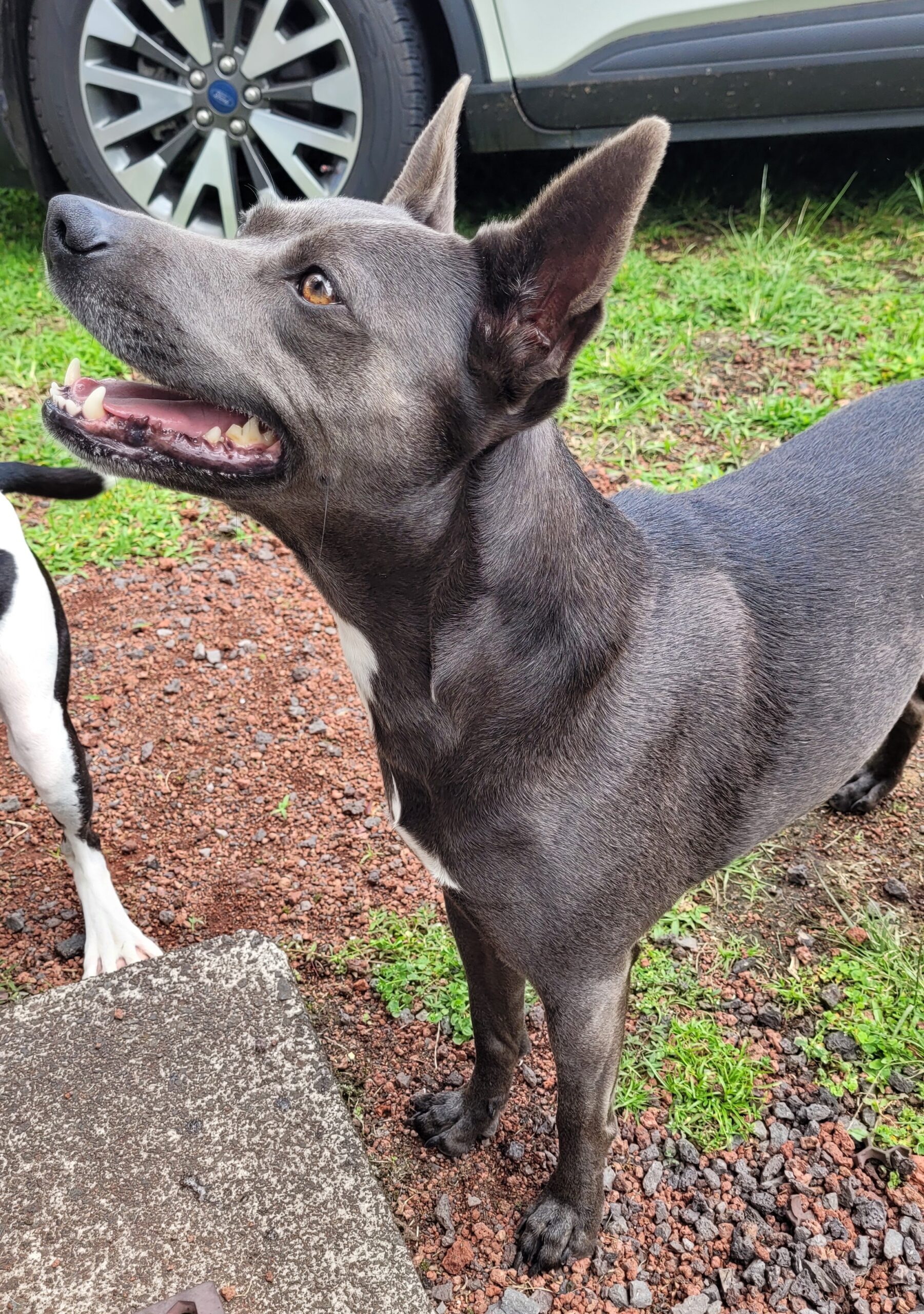 Dog Pic Pearl