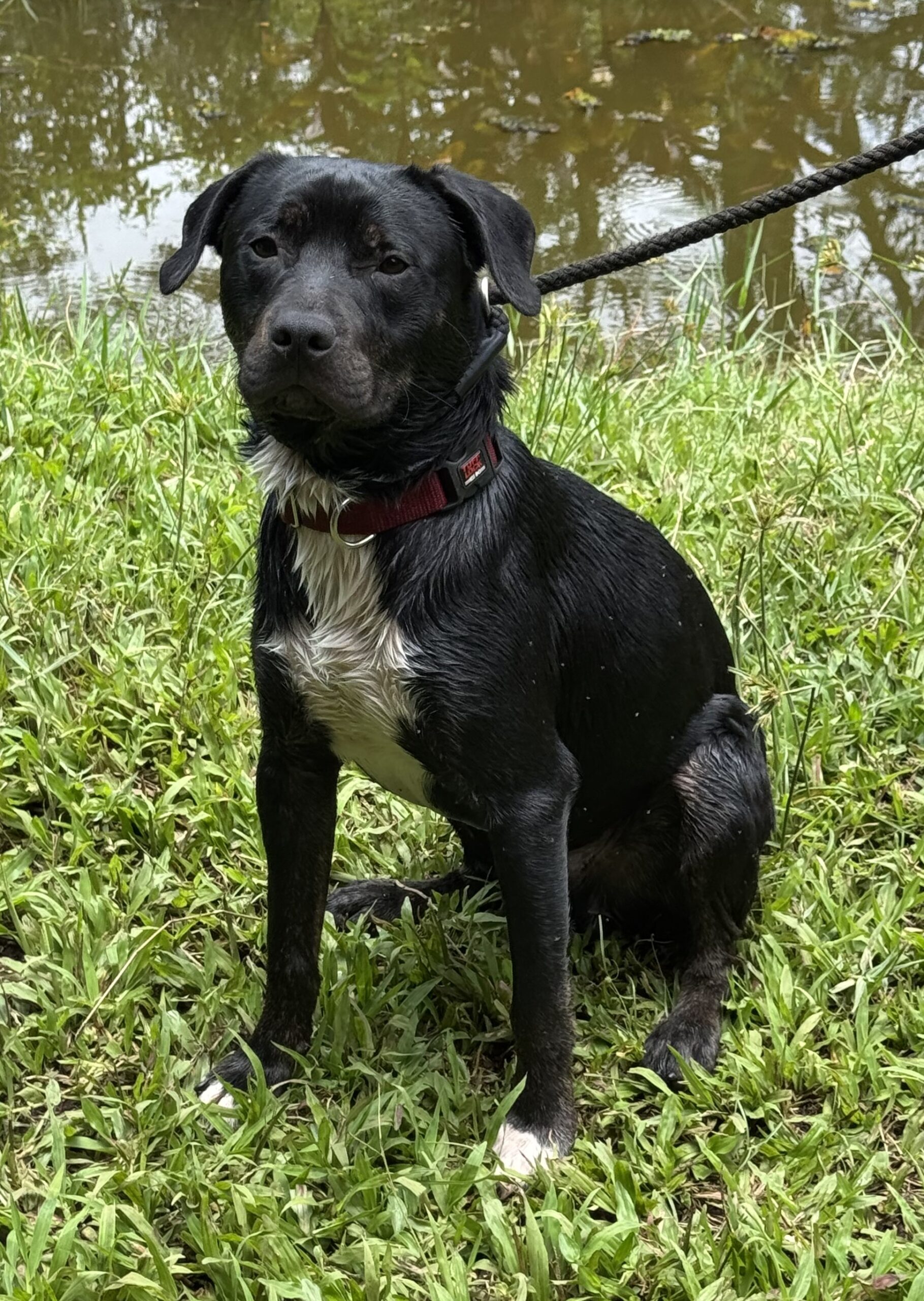 Dog Pic Toro