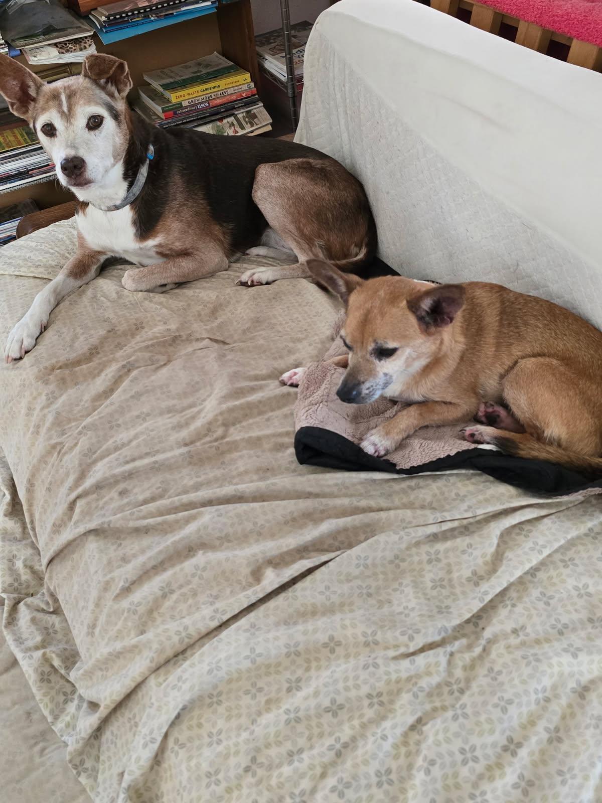 RFAS Dog Pic Hoka and Puppup