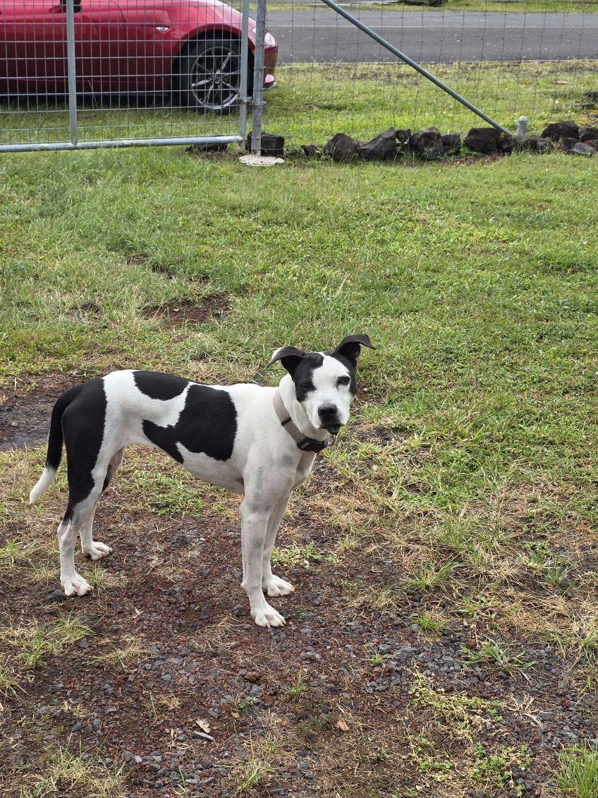 RFAS Dog Pic Patches