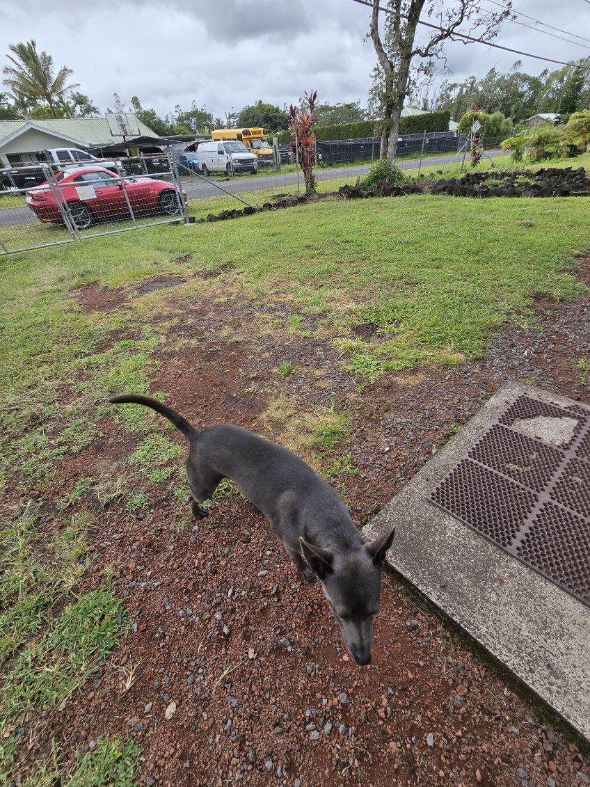 RFAS Dog Pic Pearl
