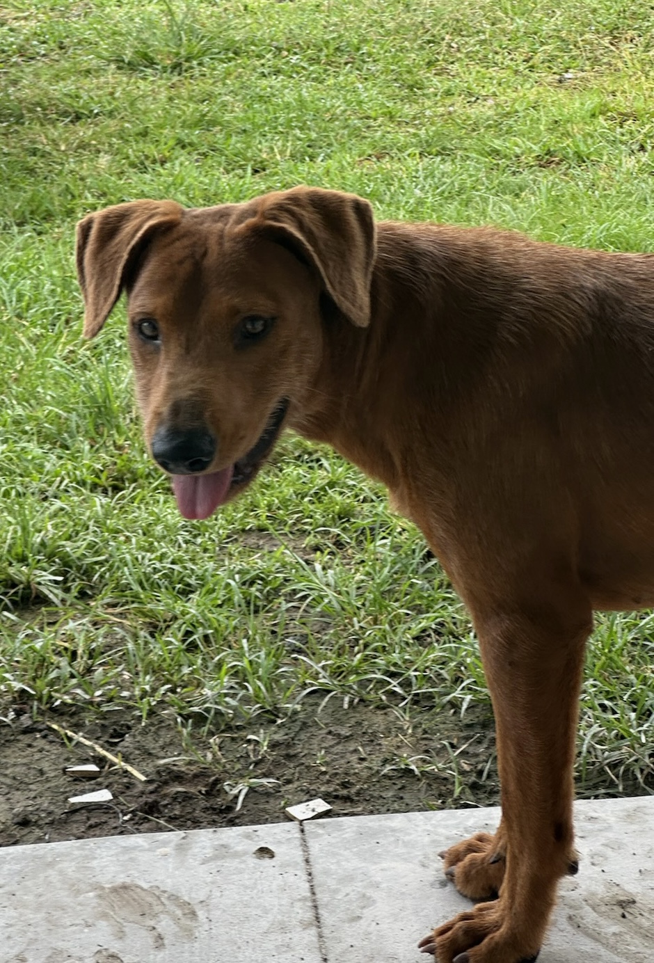 Dog Pic Ehu1