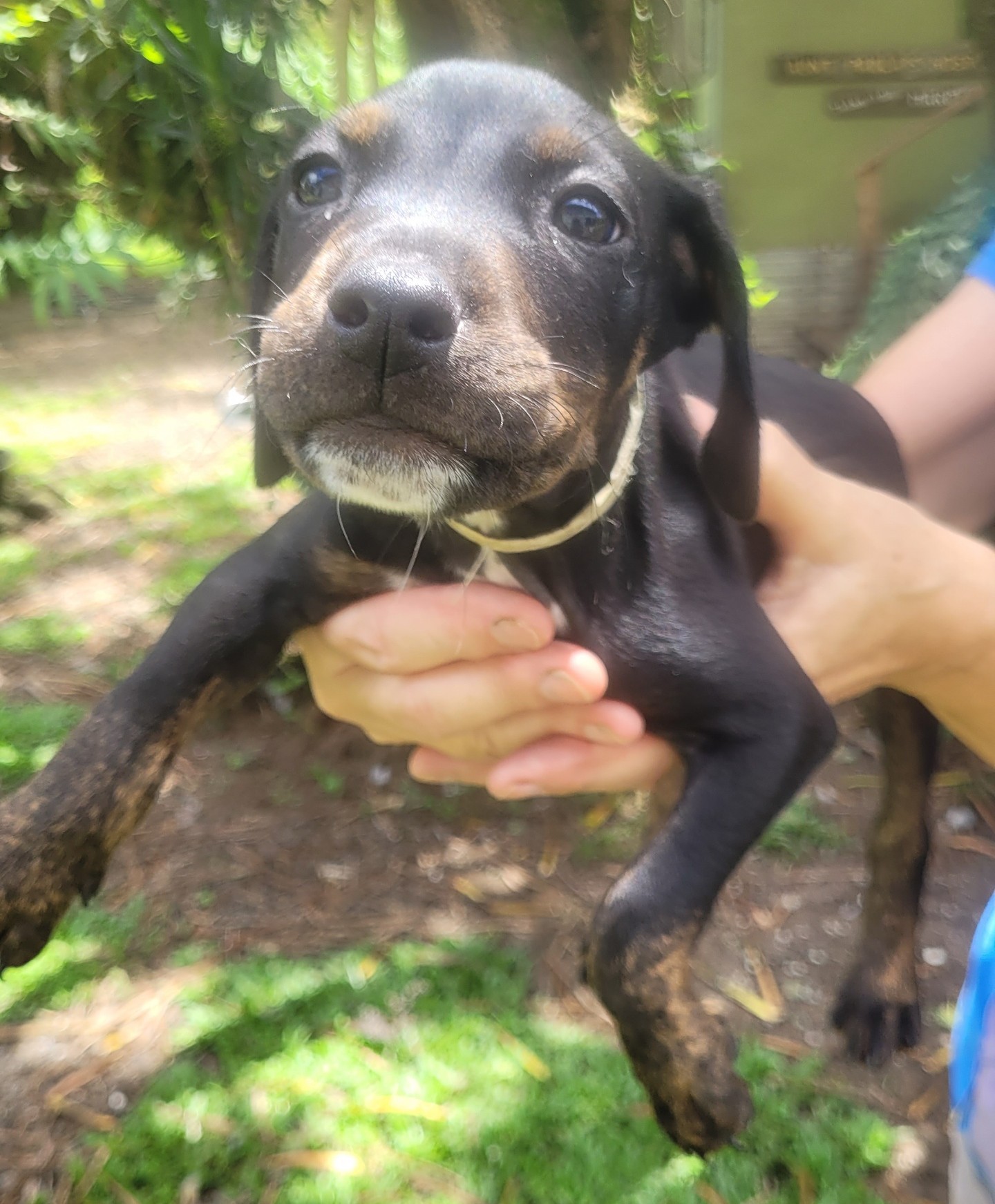 RFAS Doc Pic Puppy1