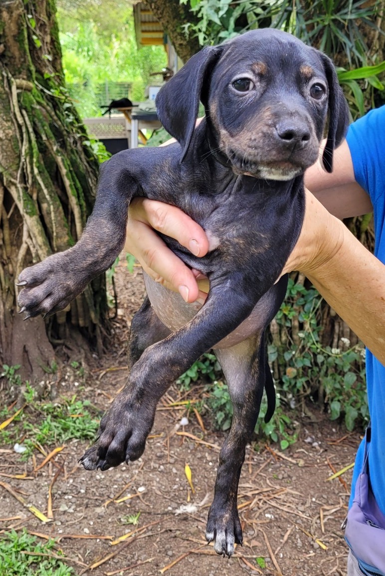 RFAS Doc Pic Puppy2