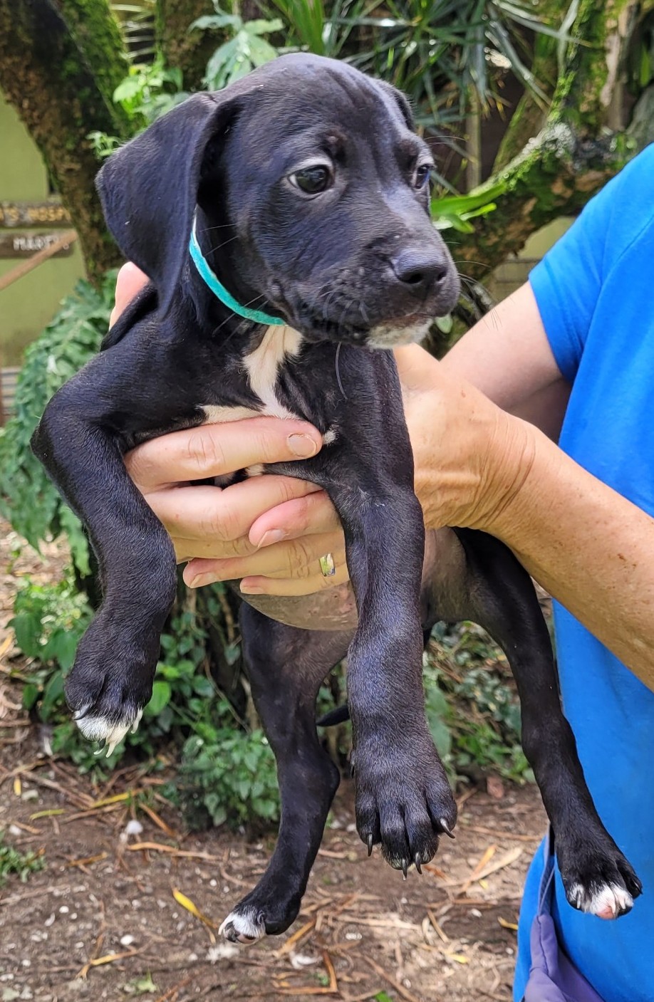 RFAS Doc Pic Puppy3