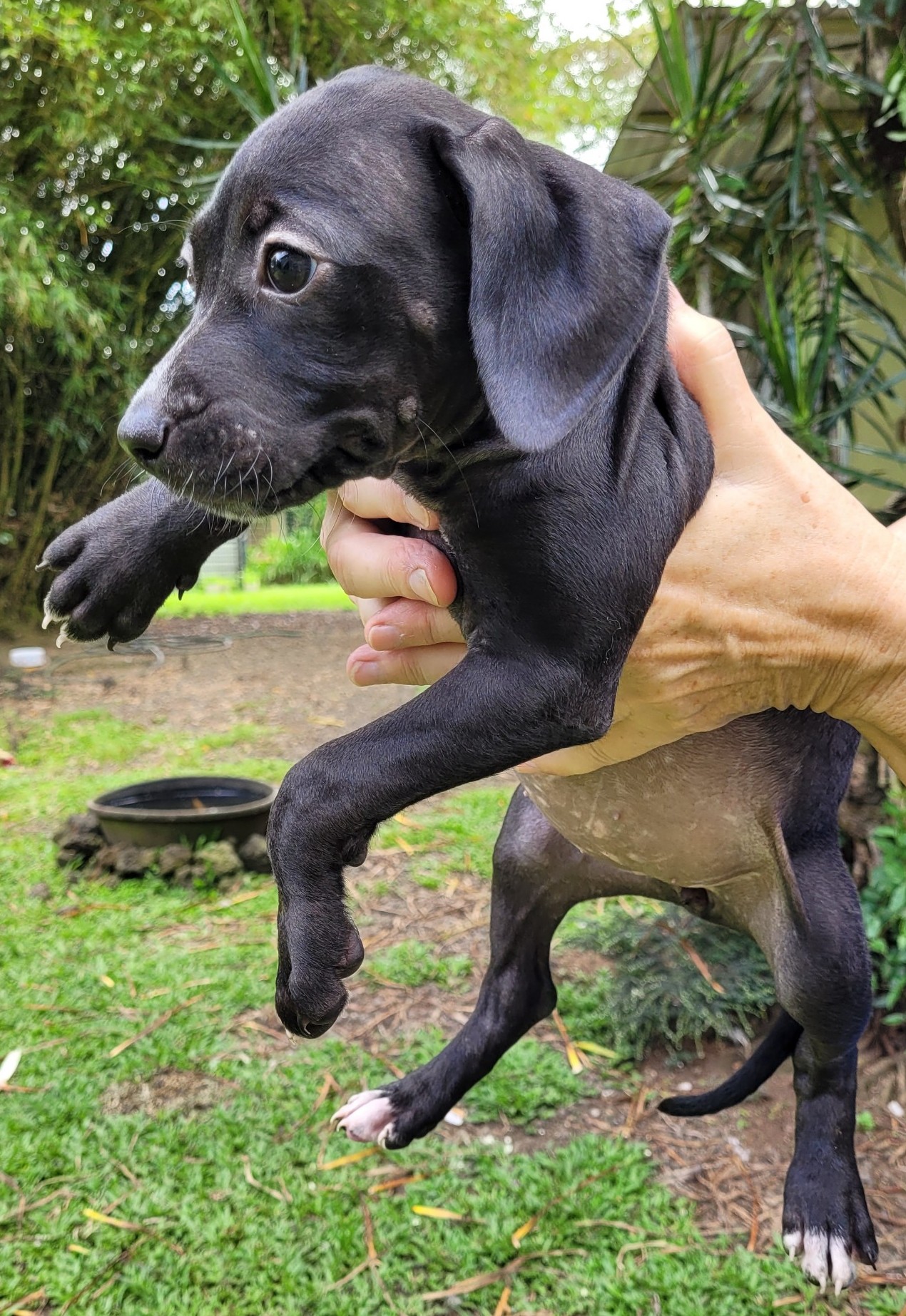 RFAS Doc Pic Puppy4