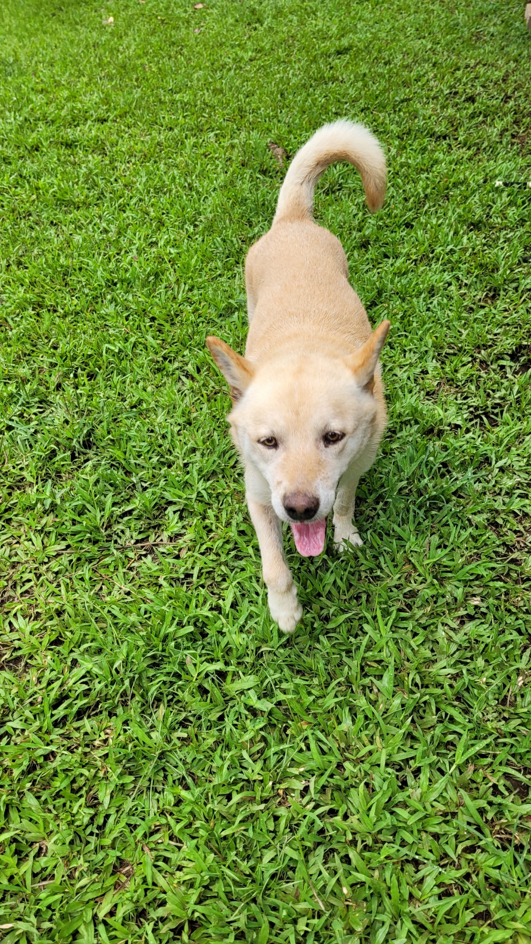 RFAS Dog Pic Cebu