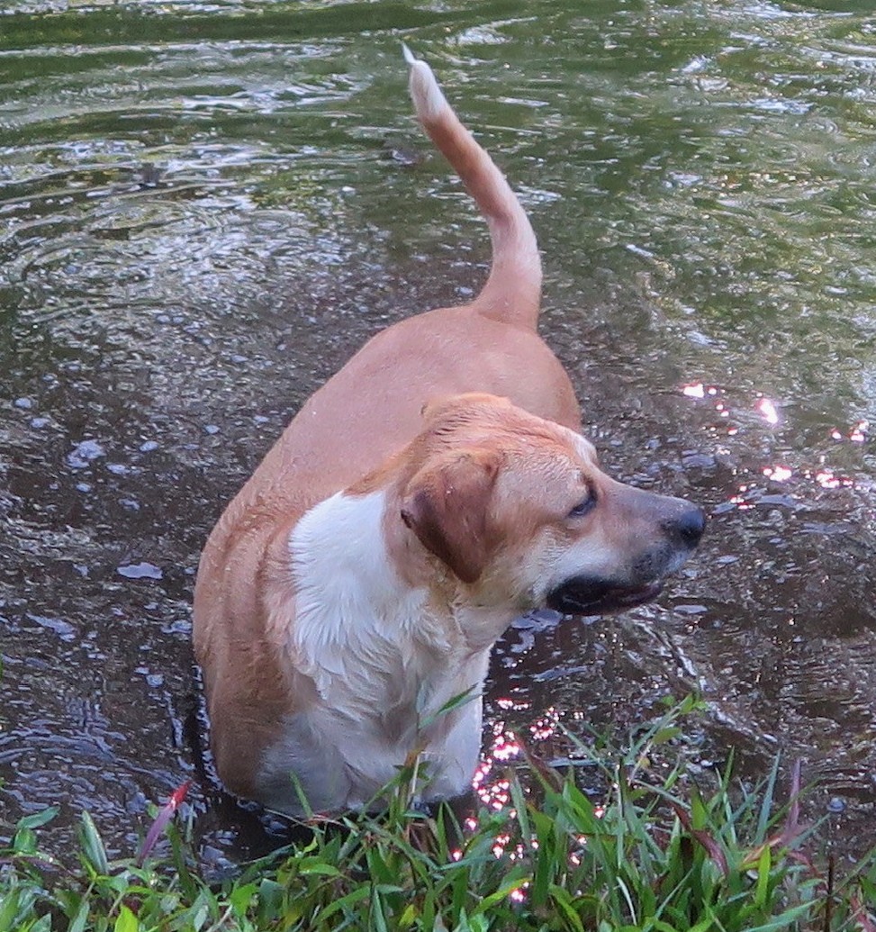 Lily