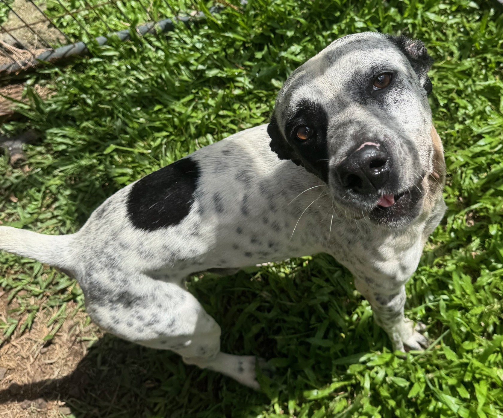 Dog Pic Cody 2