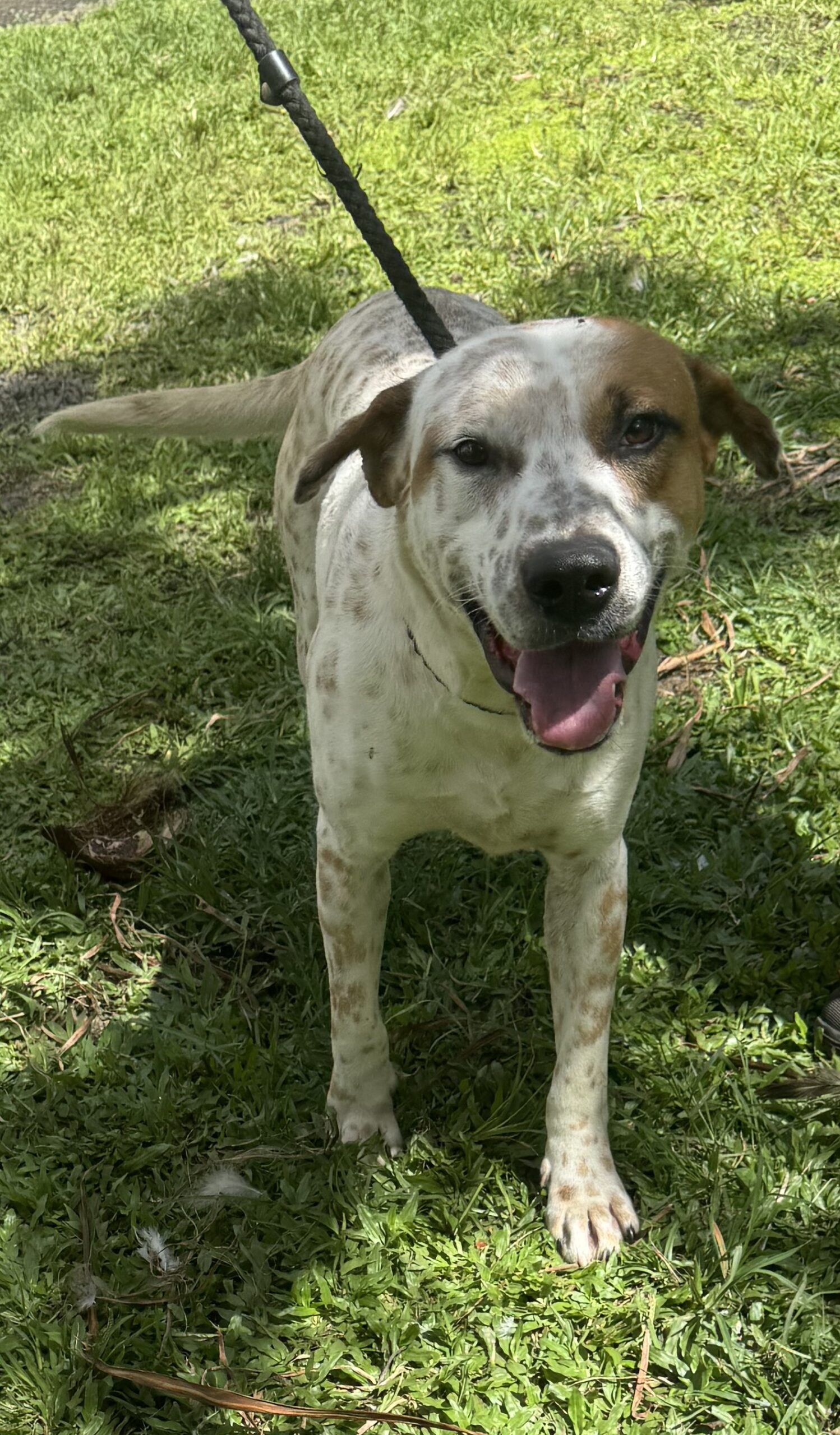 Dog Pic Zepher