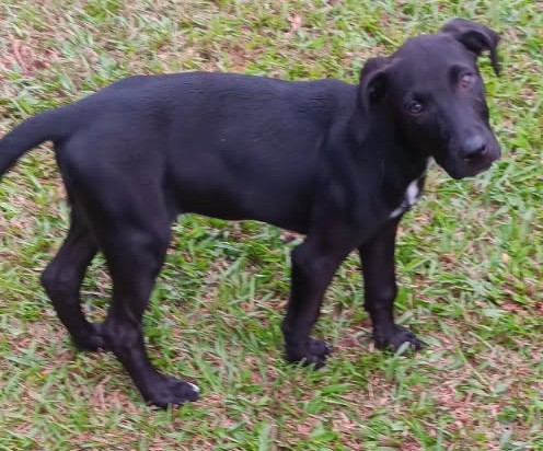 Dog Pic 1