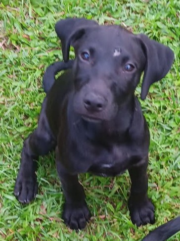 Dog Pic 2