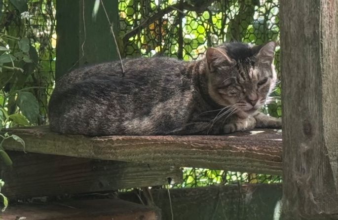 Garden Wing Cat Pic Pirate