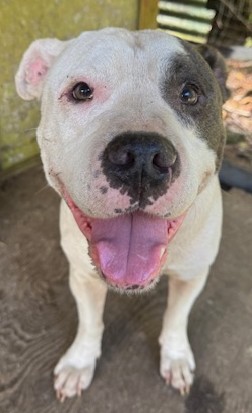 Dog Pic Pit1
