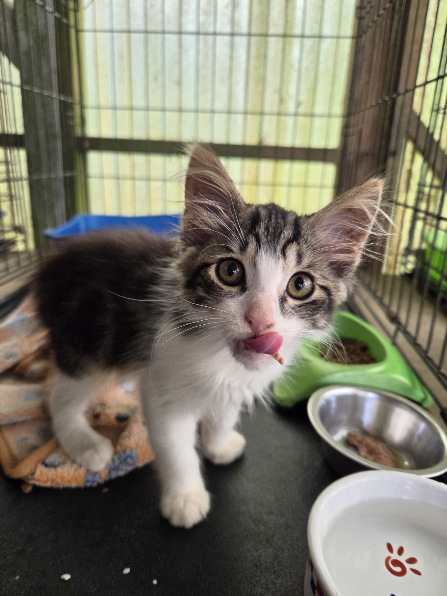 Cat Pic Keoki