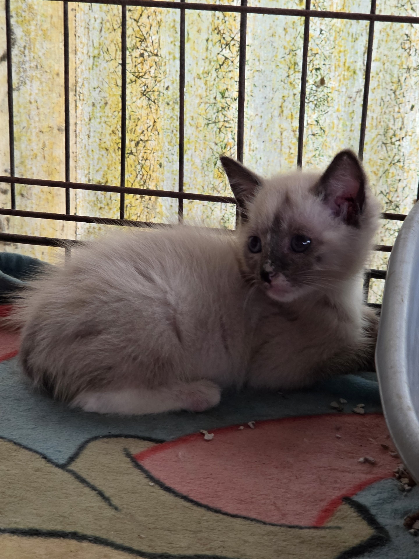 Cat Pic Squidiamo