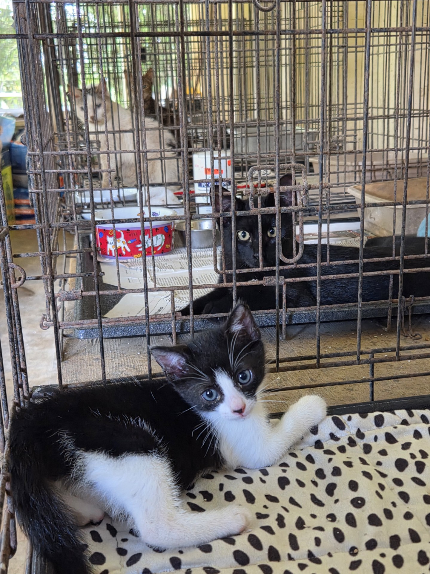 Cat Pic Will Feral